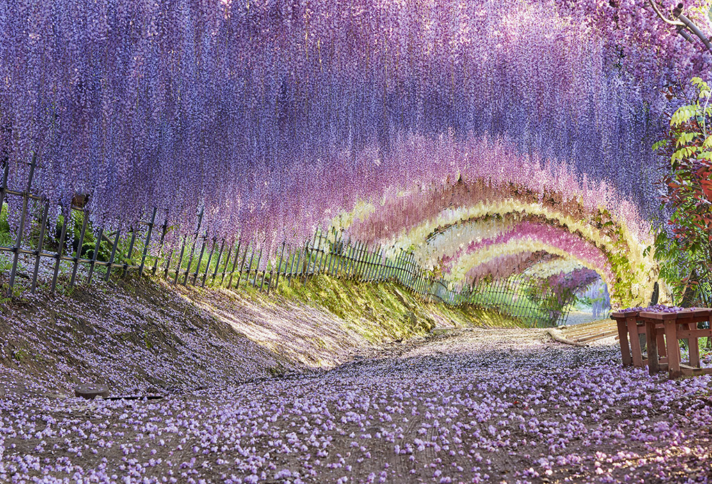 Kawachi Fujien’s magical wisteria tunnel