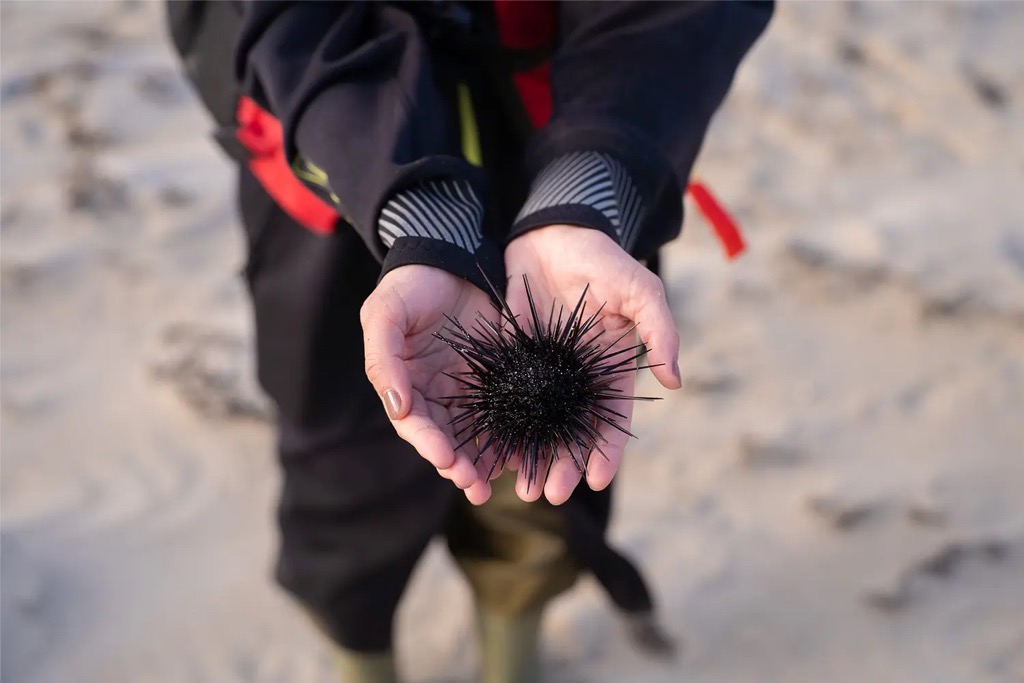 Sea urchin