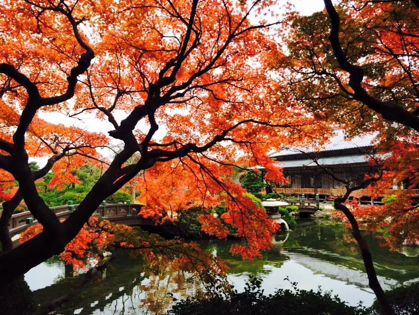 Discover the Marvels of Autumn in Shimonoseki's Castle Town, Chofu