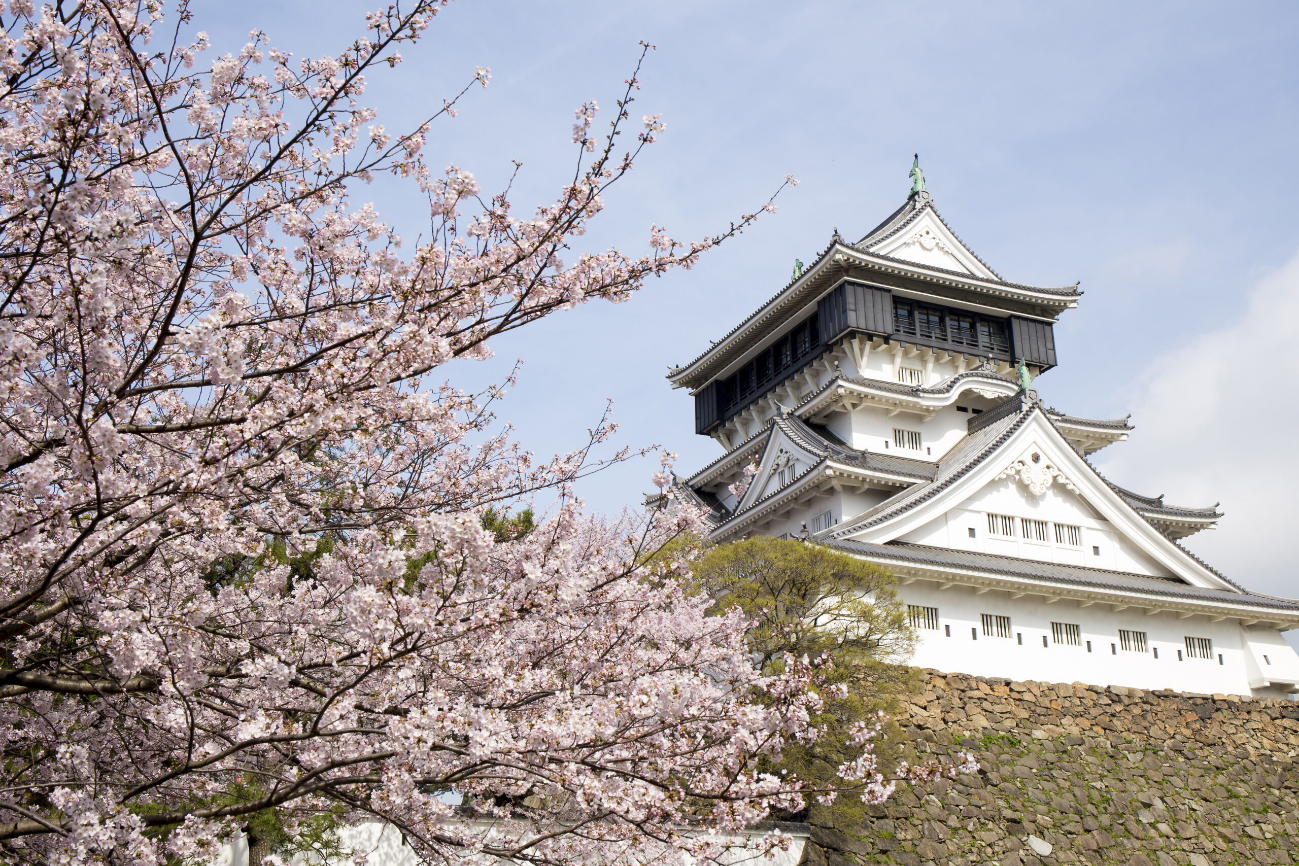 Spring Flowers in Kitakyushu: When and Where to See Cherry Blossoms and Wisteria