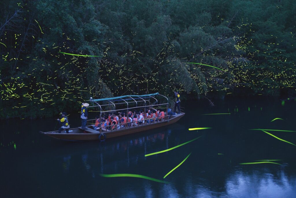 Fireflies on the Koyagawa: A June Evening in Shimonoseki’s Hidden Valley
