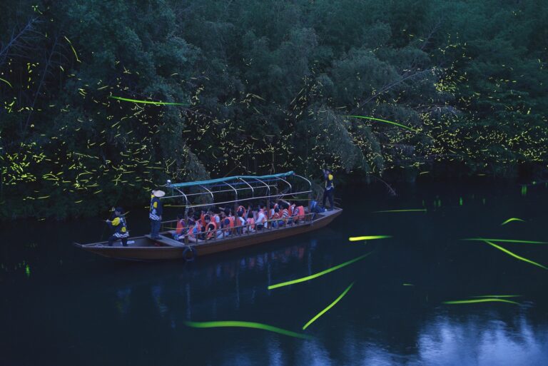 Fireflies on the Koyagawa: A June Evening in Shimonoseki’s Hidden Valley