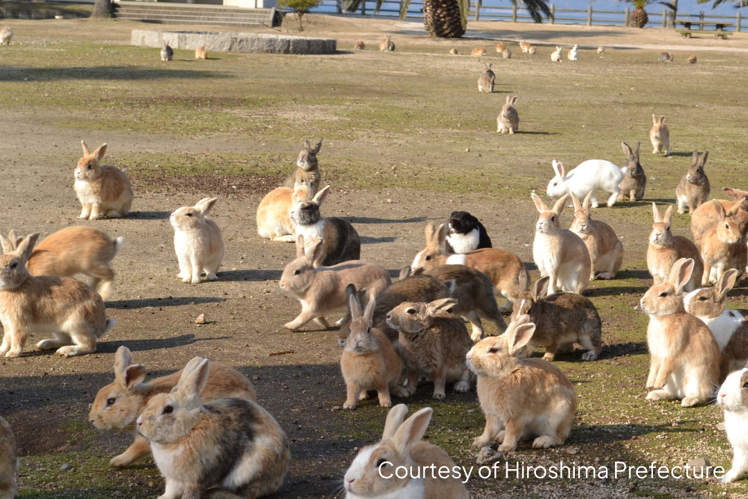 Okunoshima Island